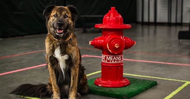 Obedience Training