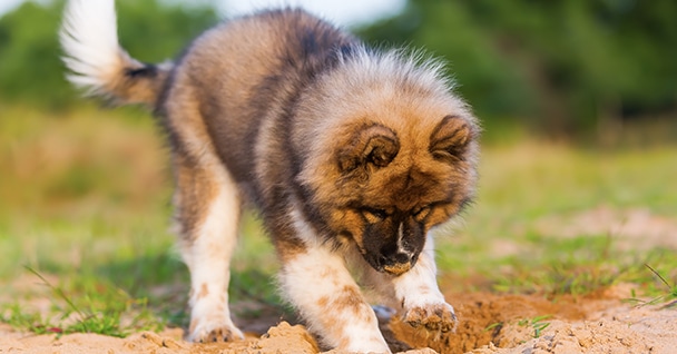 Puppy Management