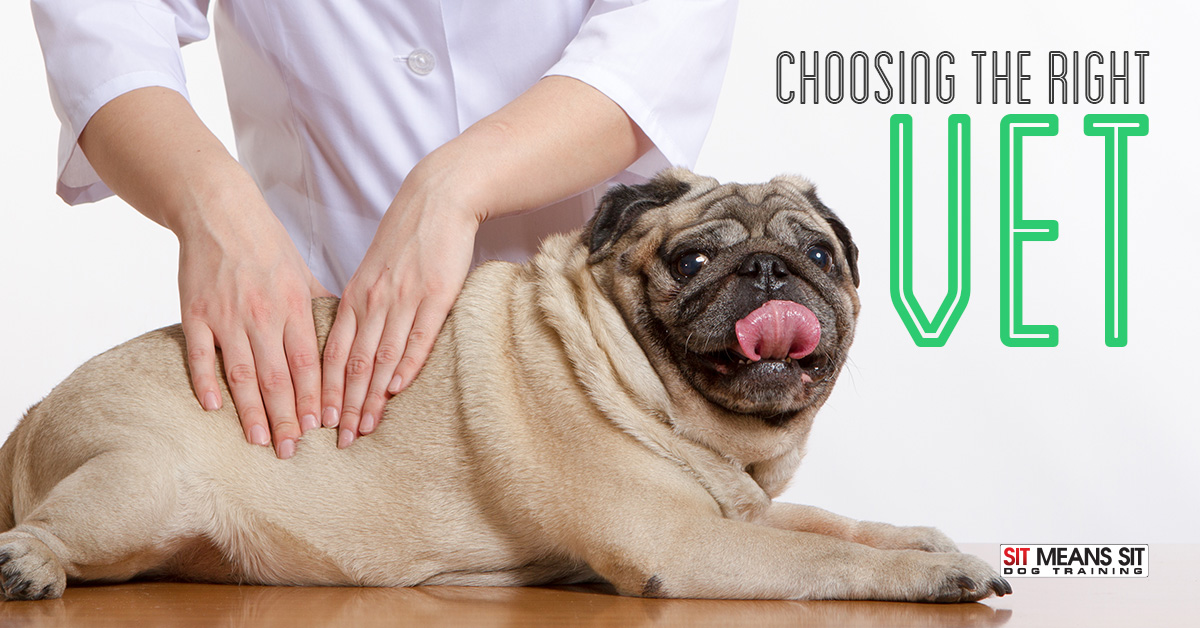 Choosing the right vet for your dog.