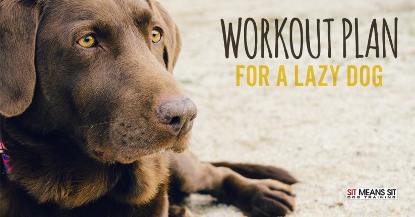 Workout plan for a lazy dog.