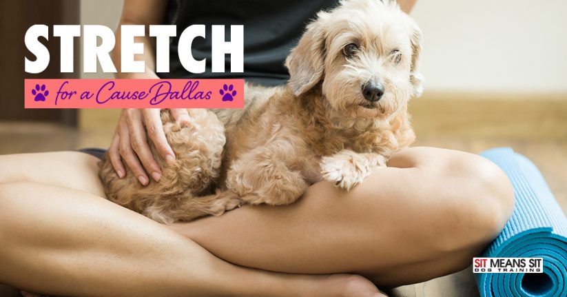 Stretch for a Cause at Dallas DogRRR Puppy Yoga