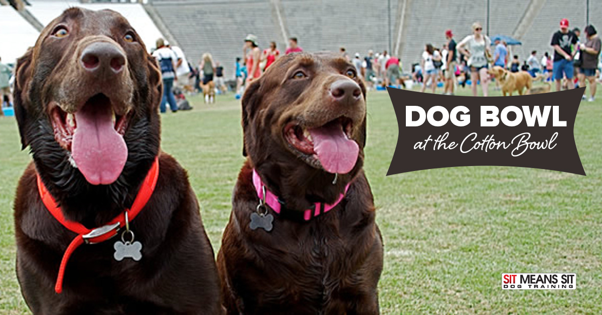 Dog Bowl at the Cotton Bowl