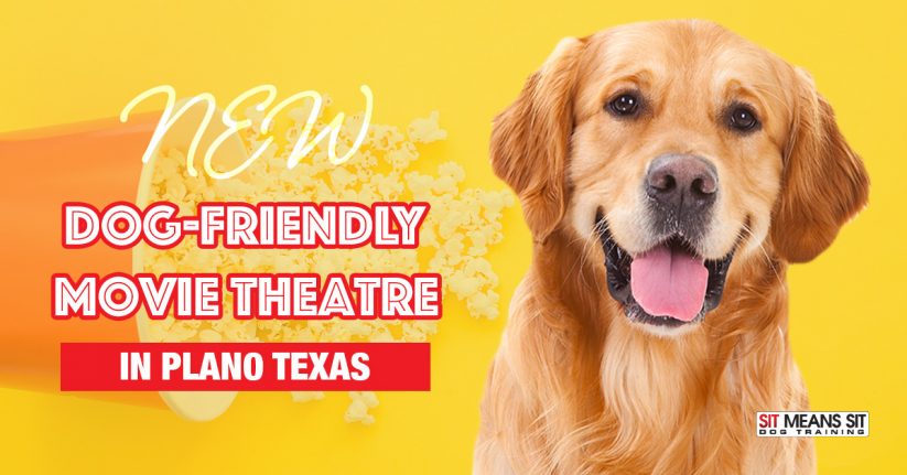 Plano Movie Theatre Allows Dogs