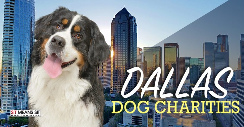 Amazing Dallas Dog Charities