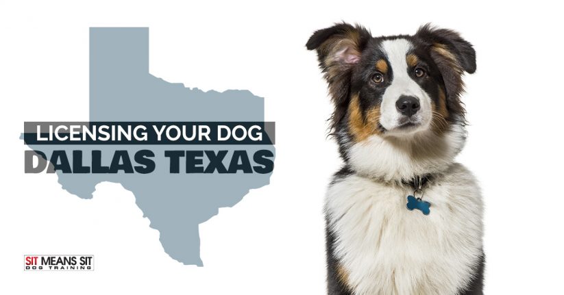 Licensing Your Dog in Dallas Texas