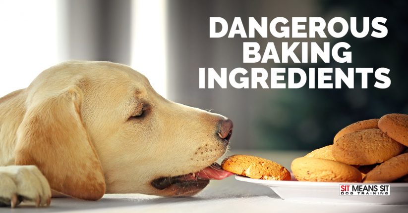 Baking Ingredients that Are Dangerous to Dogs
