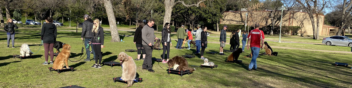 Dallas Group Dog Training