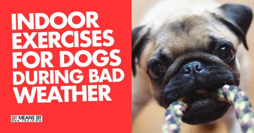 Indoor Excersies for Dogs During Bad Weather