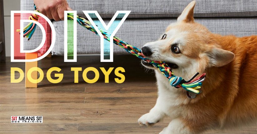 DIY Dog Toys You Can Make From Household Items