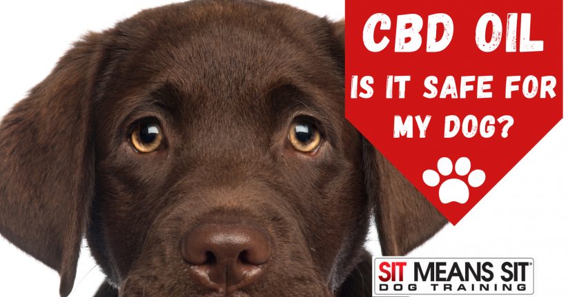 Is CBD Oil Safe for Your Dog?