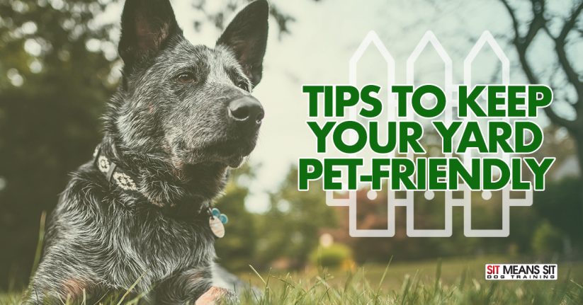 Tips To Keep Your Yard Pet-Friendly