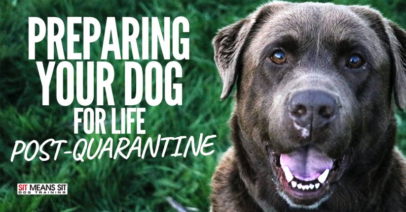 Preparing Your Dog For Life Post-Quarantine
