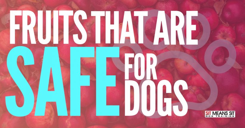 Fruit That is Safe for Dogs to Eat