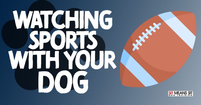 Watching Sports with Your Dog