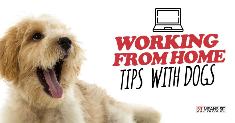 Working from Home Tips with Dogs