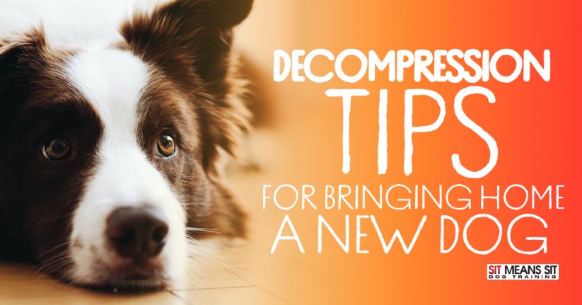 Decompression Tips When Bringing Home a New Dog