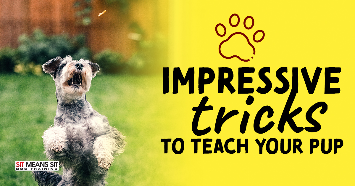 Impressive Tricks to Teach Your Pup
