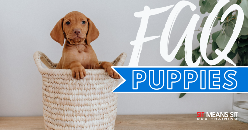 Frequently Asked Questions About Puppies