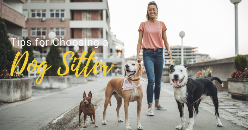Tips for Choosing a Dog Sitter