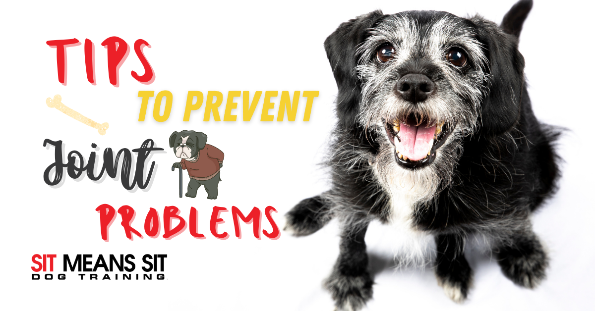 how do you prevent joint problems in dogs