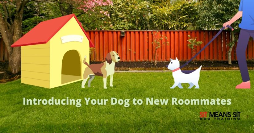 Introducing Your Dog to New Roommates