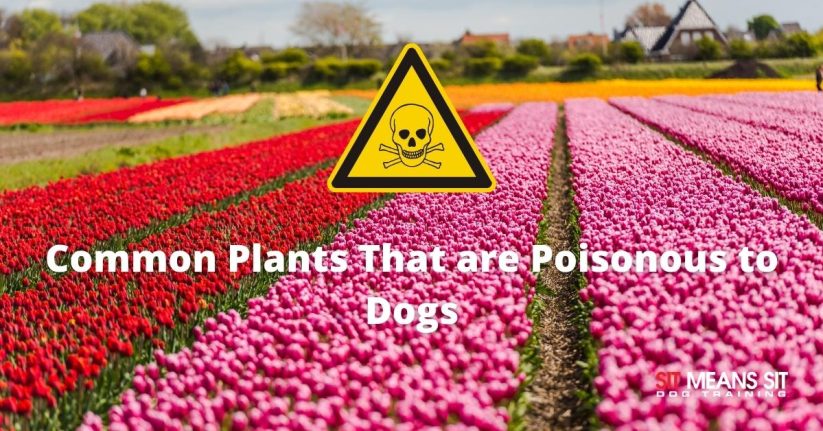 Common Plants that are Poisonous to Dogs
