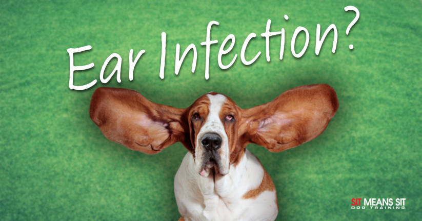 Does My Dog have An Ear Infection?