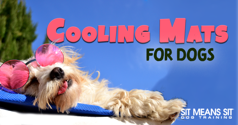 The Best Cooling Mats For Dogs