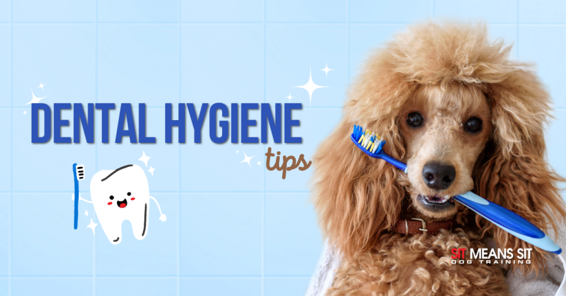 Dental Hygiene Tips For Dogs