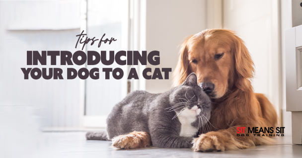 Tips For Introducing Your Dog To A Cat