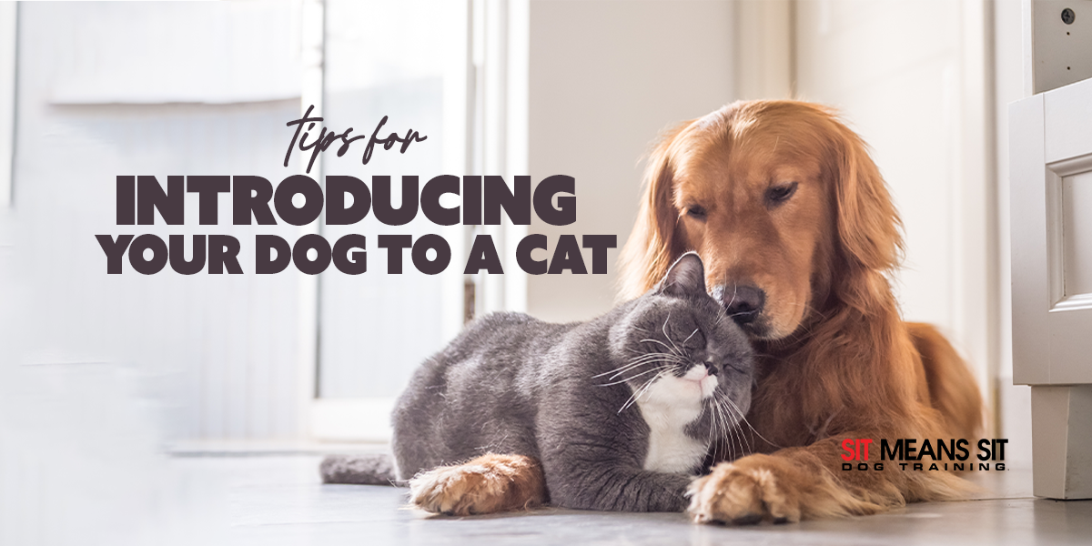 Tips For Introducing Your Dog To A Cat