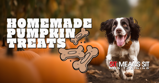 The Best Homemade Pumpkin Dog Treats For Fall