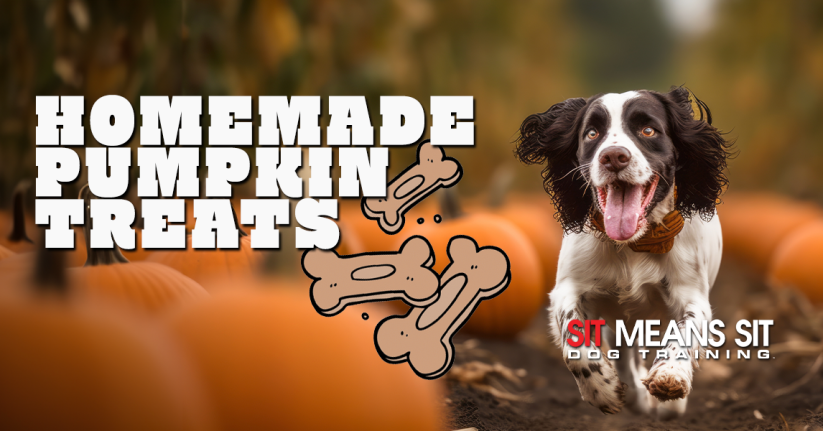 The Best Homemade Pumpkin Dog Treats For Fall