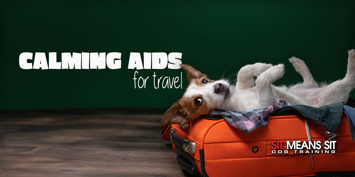 Top Calming Aids For Traveling Pups