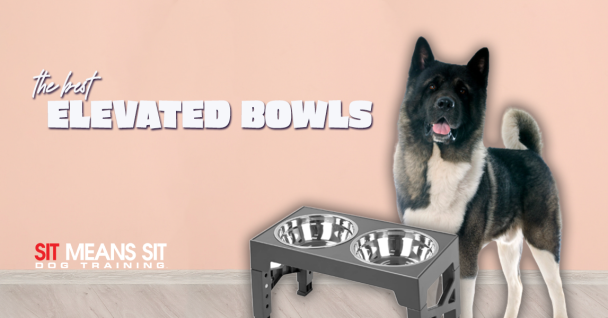The Best Elevated Dog Bowls of 2024