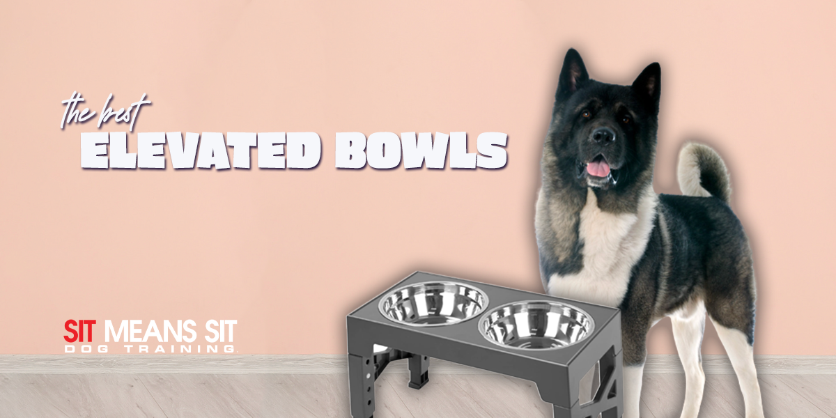 The Best Elevated Dog Bowls of 2024