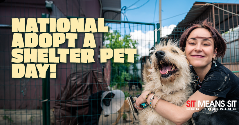 Check Out These Local Shelters Near Dallas for National Adopt a Shelter Pet Day!