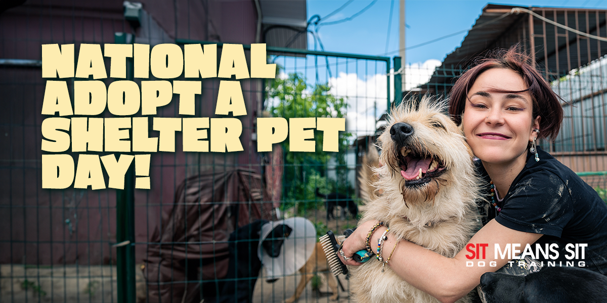 Check Out These Local Shelters Near Dallas for National Adopt a Shelter Pet Day!