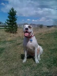 Jersey Denver Dog Training