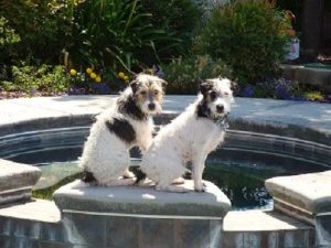 Rascal and Cruiser Sit Means Sit Denver Testimonial