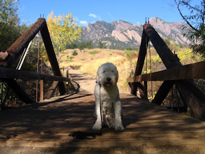 Old English Sheepdog Looking Towards To Camera