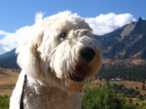 Old English Sheepdog