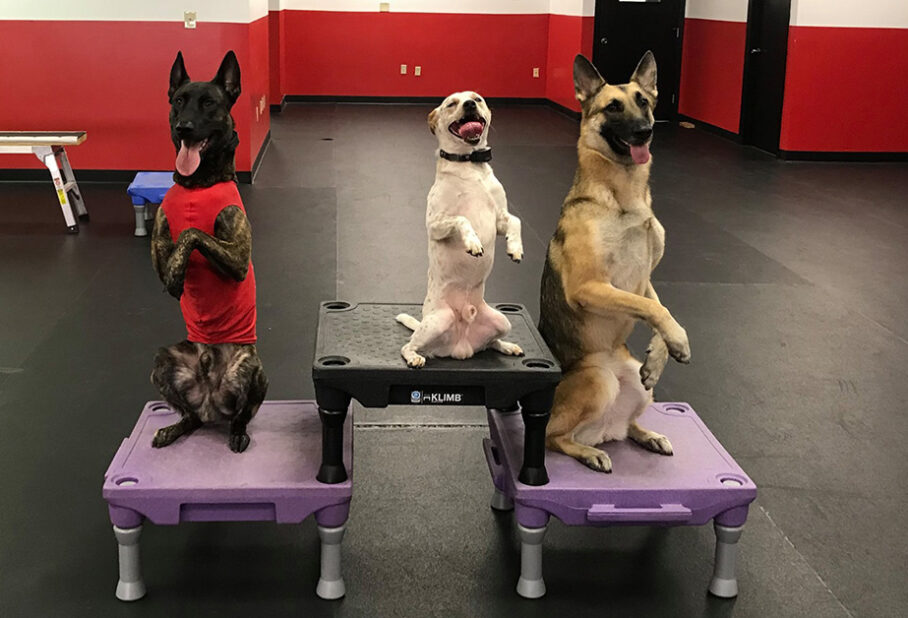 Board and Train Dog Training