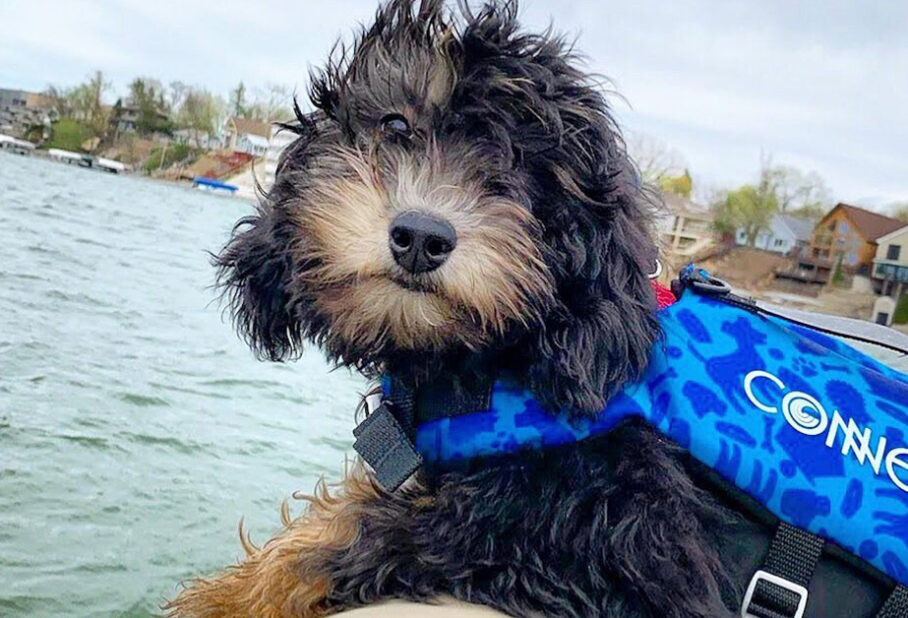 Day Camp Dog Training