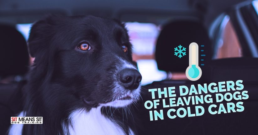 The Dangers of Leaving Dogs in Cold Cars