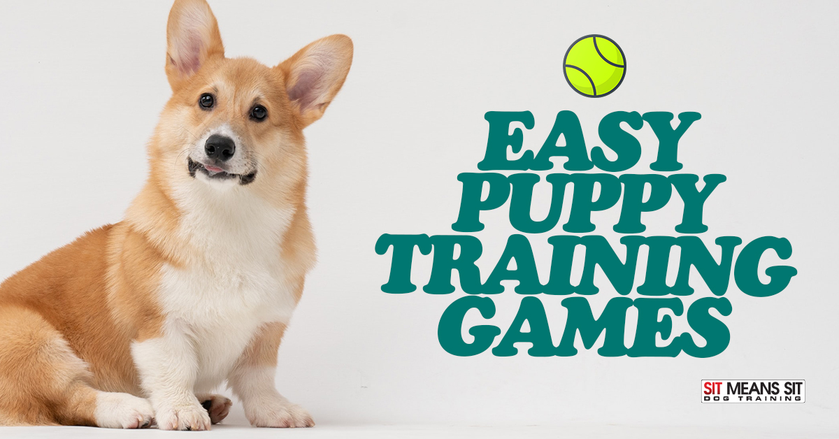 Easy Puppy Training Games  Sit Means Sit Dog Training Des Moines
