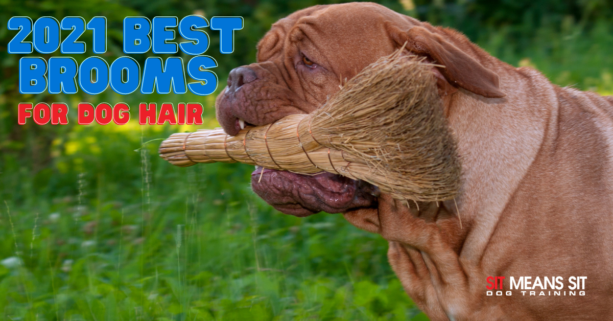 7 Best Brooms for Dog Hair Cleanup - Vetstreet