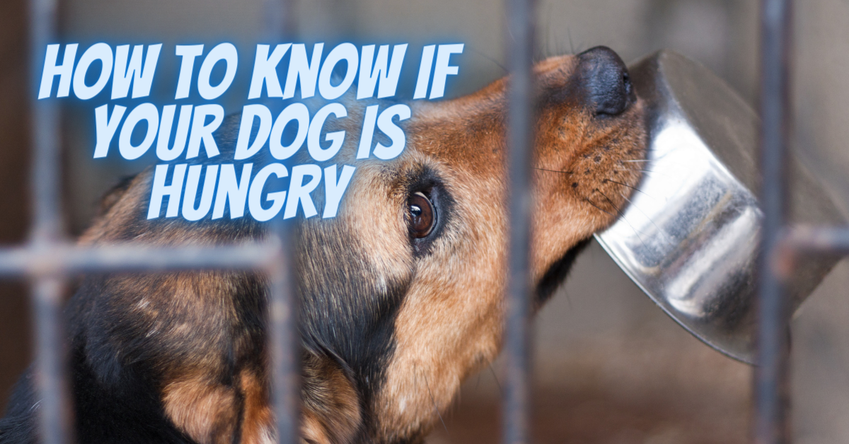 How to Know if Your Dog is Hungry | Sit Means Sit Dog Training Des Moines