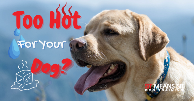 How Hot Is Too Hot For A Dog?