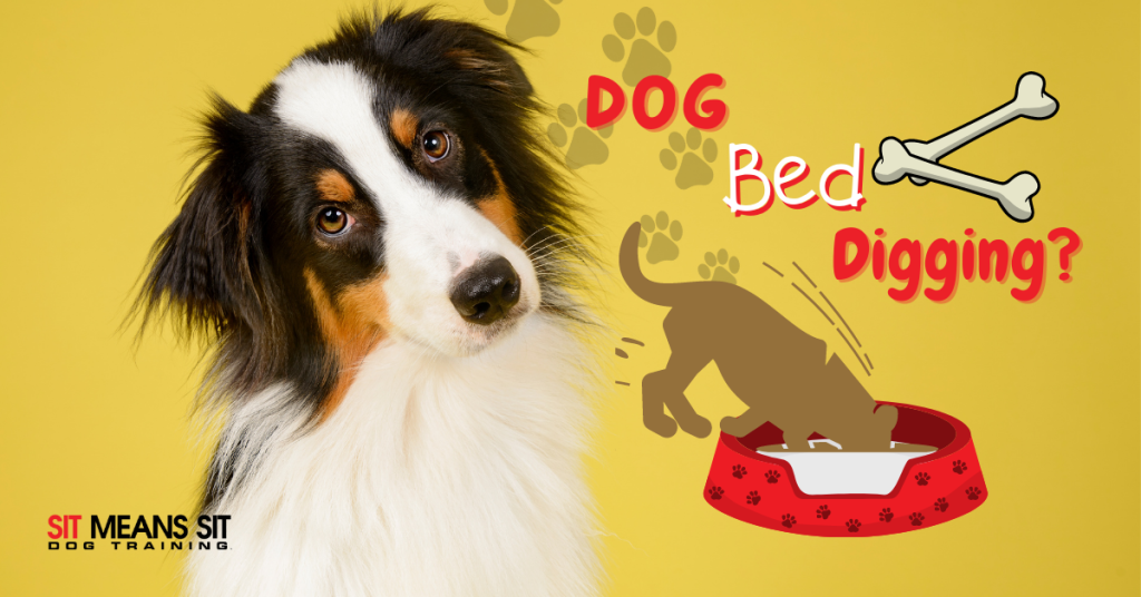 Why is My Dog Digging in Their Bed? SMS Des Moines